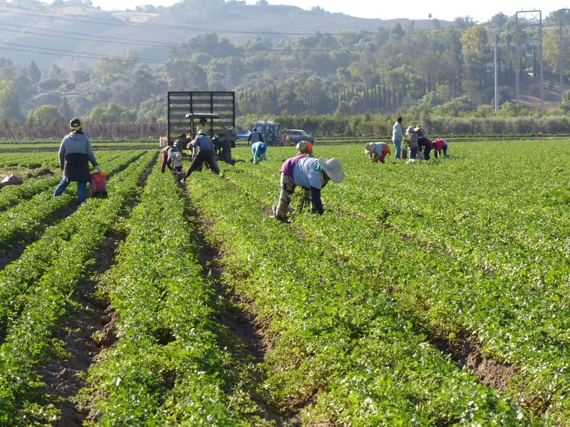 Farm workers harvesting crops along rows in a sunny field